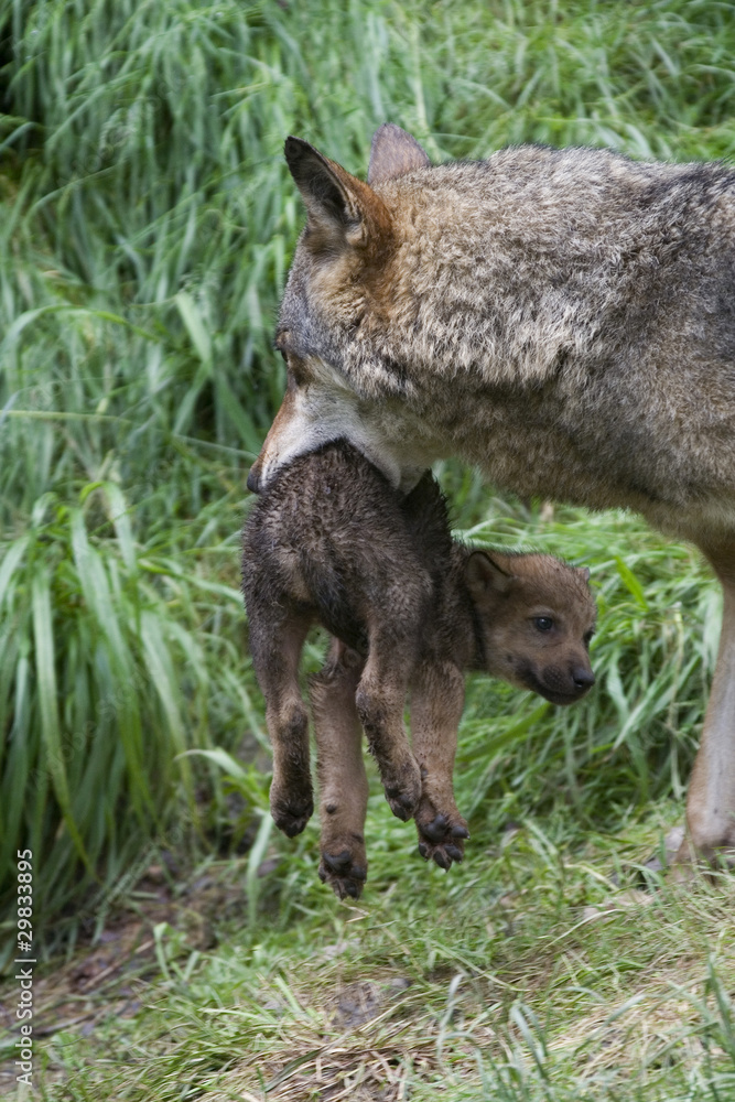 Wölfin und Welpe ( Canis lupus ) Wölfin und Welpe ( Canis lupus )