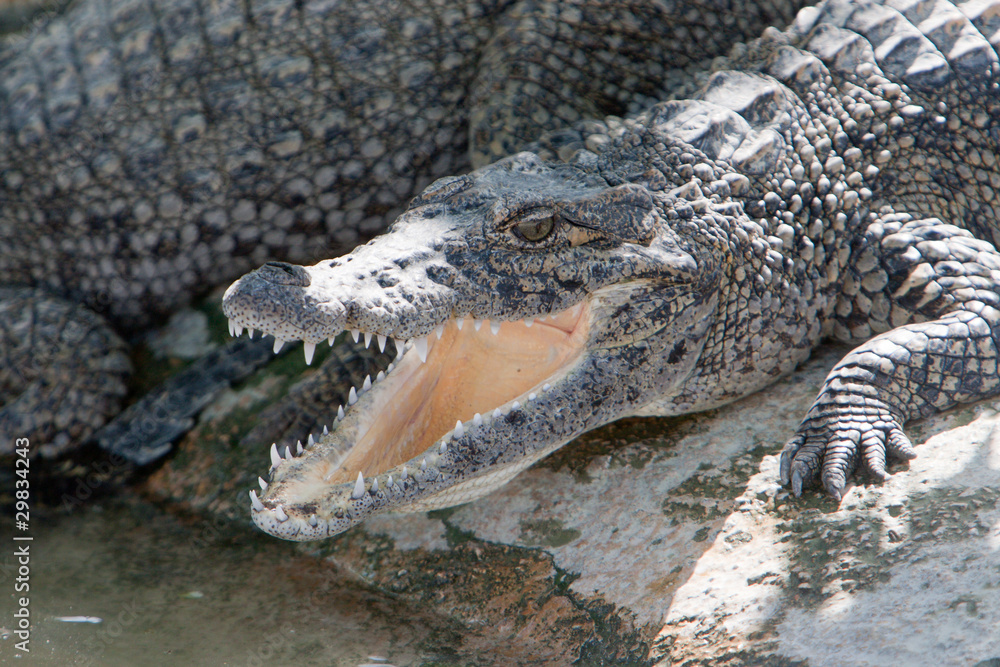 Obraz premium Krokodyl