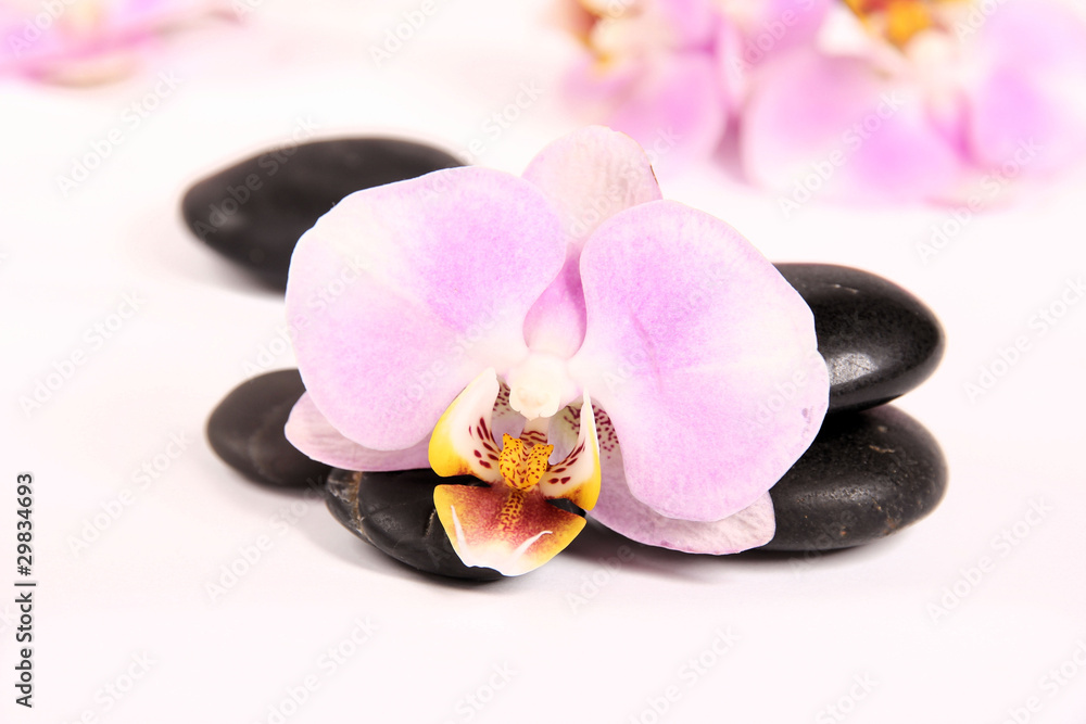 Lava stones with orchid blossoms