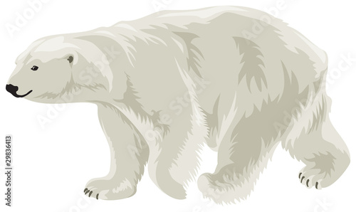 Polar Bear