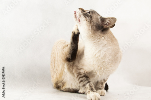 Fototapeta Naklejka Na Ścianę i Meble -  Cat Old-style Siamese