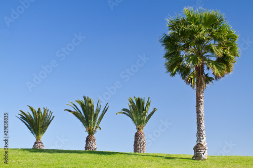 Palm Scene photo