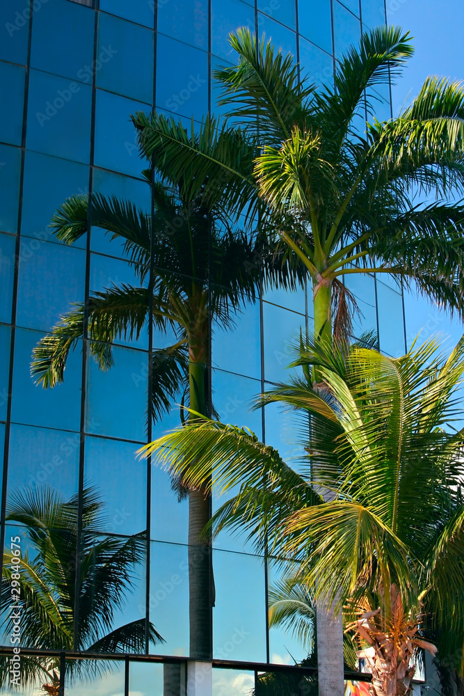 palmtree reflection