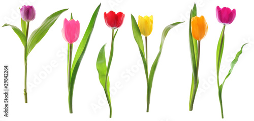 Spring tulip flowers in a row isolated on white