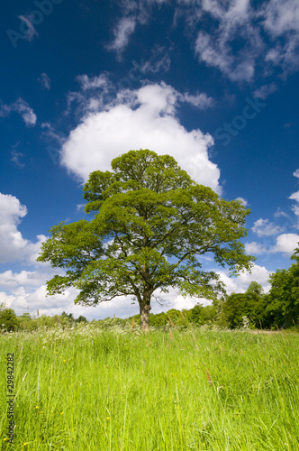 Sycamore Tree In Spring Meadow