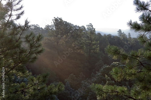 Sunrise in a New Mexico Pine Forest