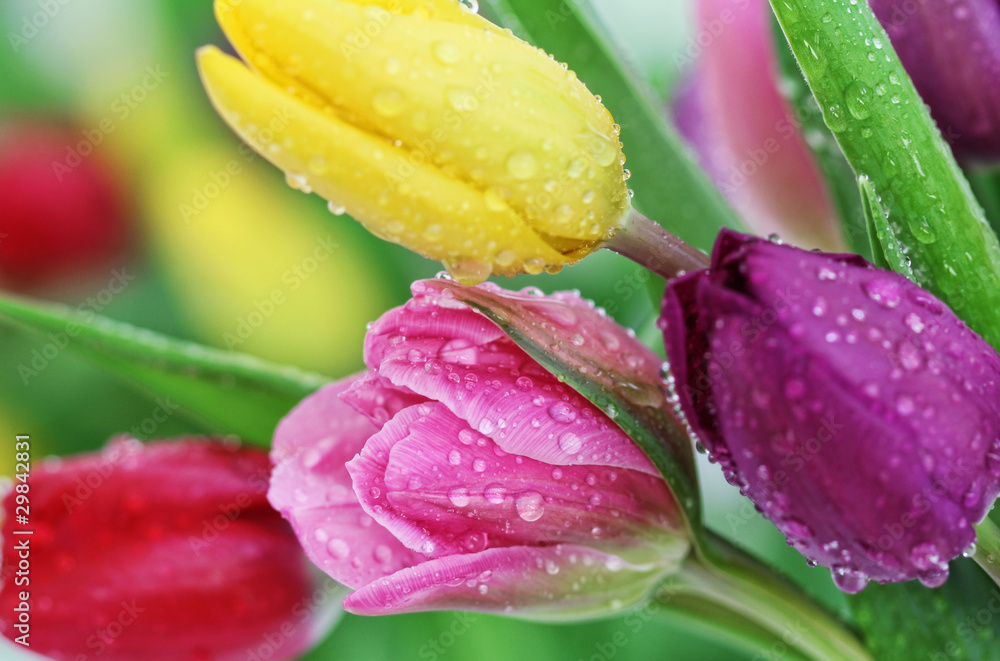 Spring tulip flowers close-up - obrazy, fototapety, plakaty 