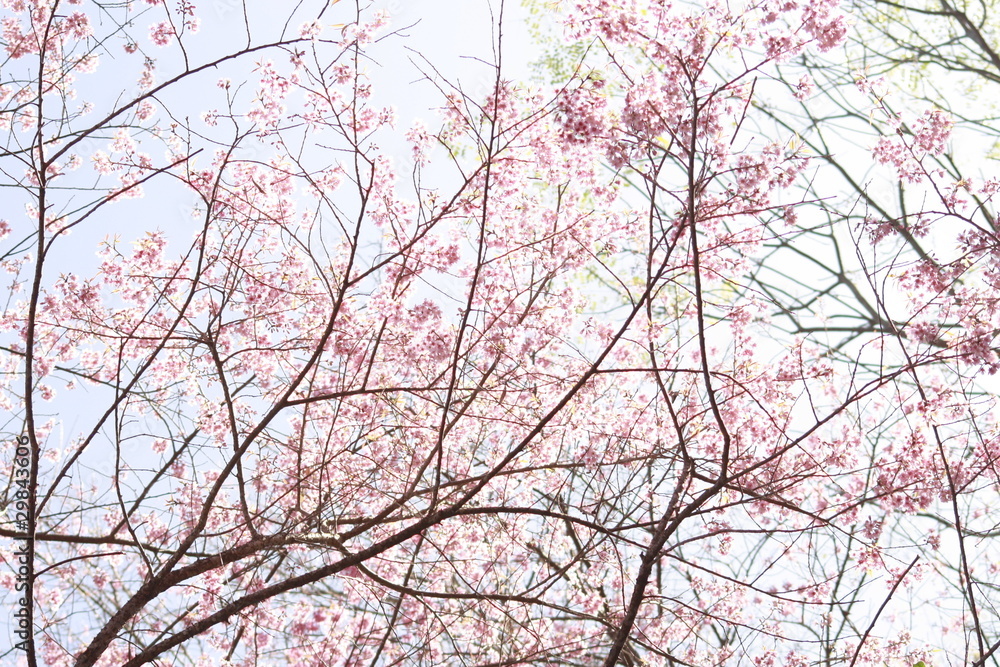 Sakura pink flower tree branches with white sky Sakura pink flower tree branches with white sky