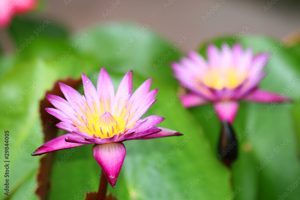 Pink lotus in Bangkok, Thailand.