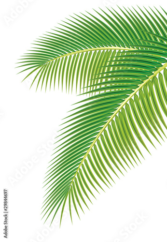 Leaves of palm tree on white background. Vector illustration. photo