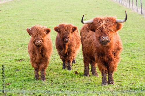 Grazing yak and two baby yaks photo