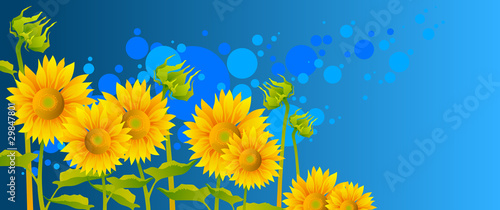 beautiful sunflowers with blue sky
