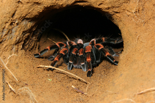 Orange kneed Tarantula (Barachypelma smithii) - Costa Rica