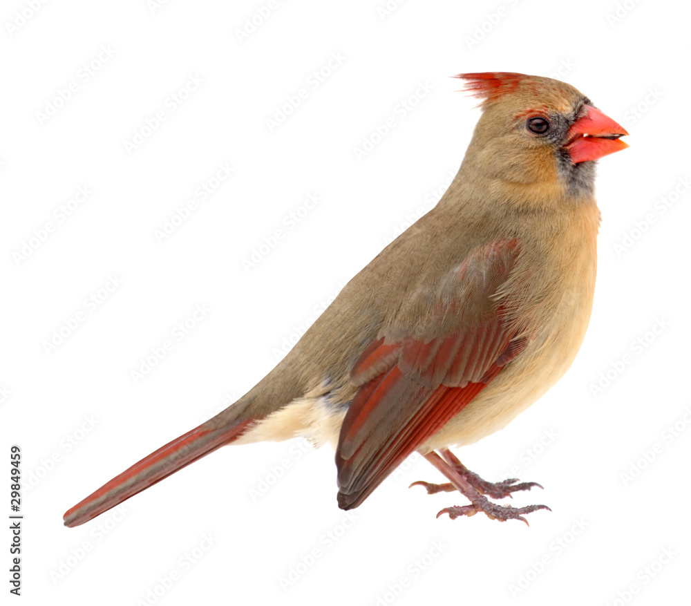 Fototapeta premium Northern Cardinal, Cardinalis cardinalis, isolated