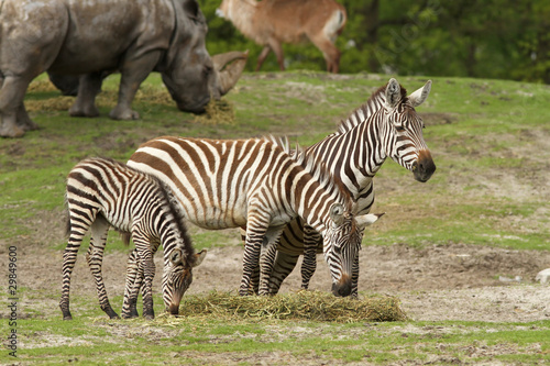 Family of zebra's with baby eating