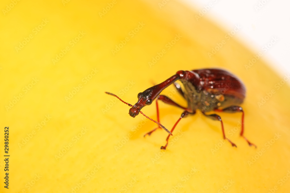 a insects has very long neck a insects has very long neck