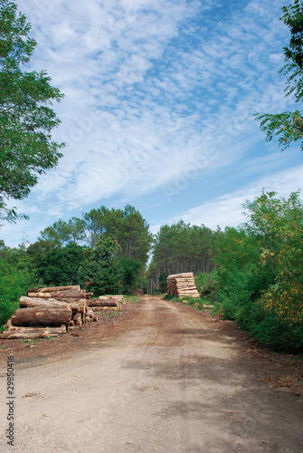 chemin forestier landais photo