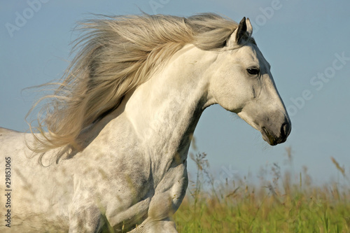 white horse with a long mane