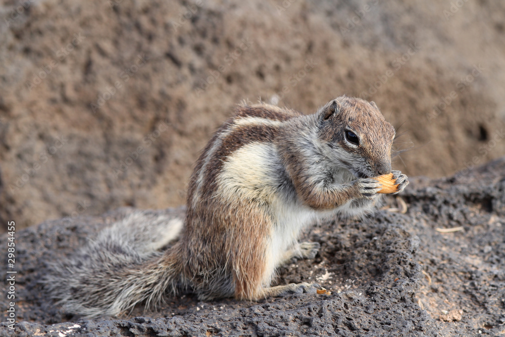 Naklejka premium Ground Squirrel