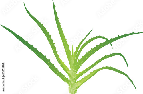 Aloe vera leaves