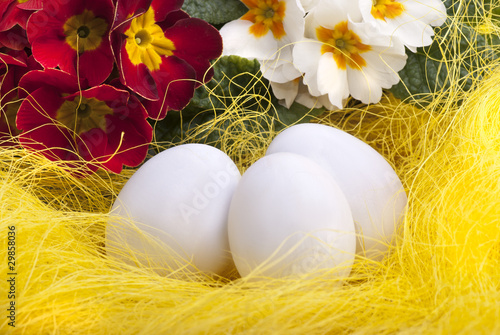uova  pasquali con primule rosse e gialle