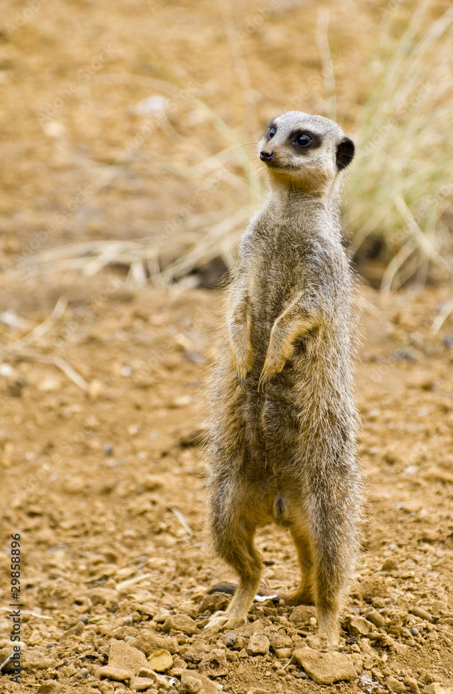 Meerkat Meerkat