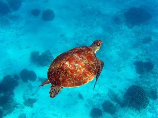 Crédence de cuisine  Sea Turtle  © alexxich