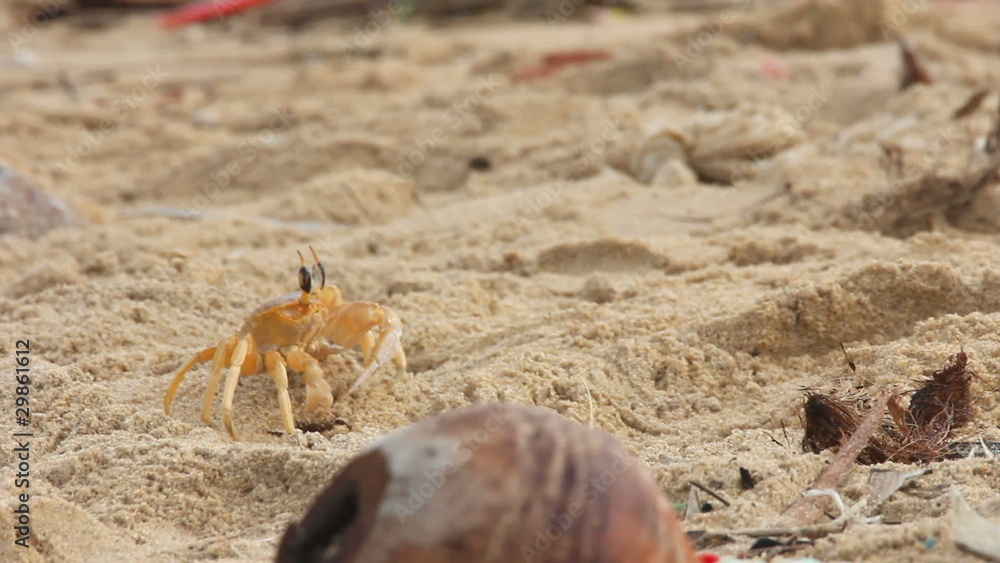 crab at sand crab at sand