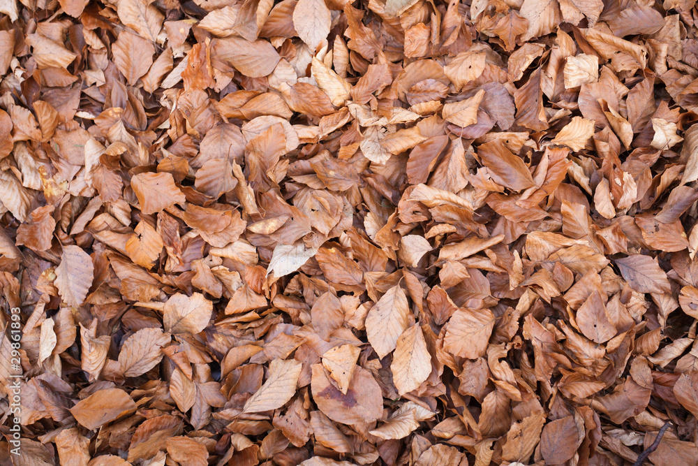 Autumn leaves. Autumn leaves.