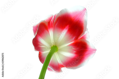 Fototapeta Naklejka Na Ścianę i Meble -  Beautiful tulip isolated on white
