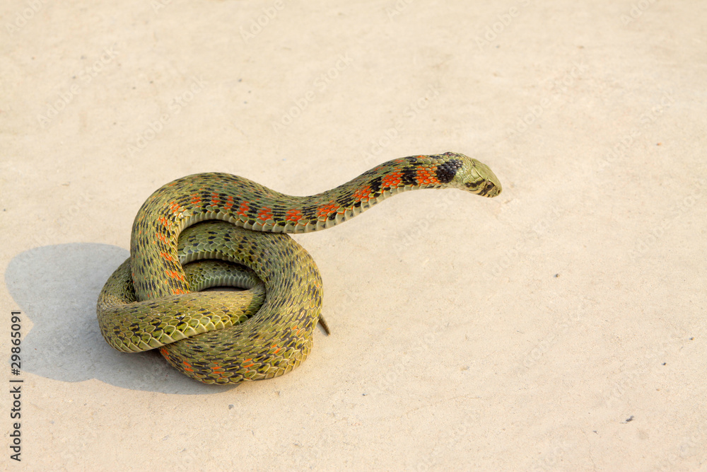 Fototapeta premium snake