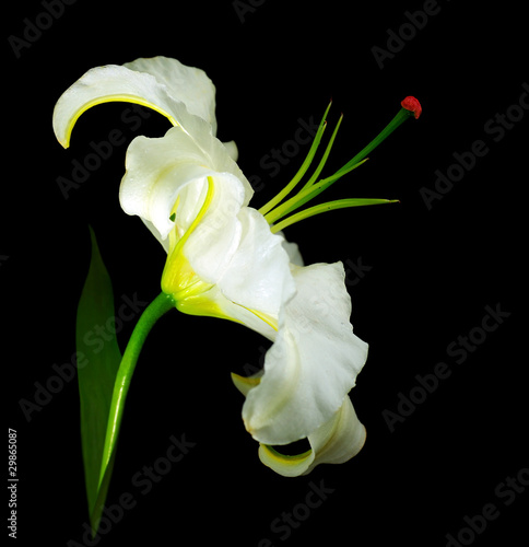 Fototapeta Naklejka Na Ścianę i Meble -  White lily