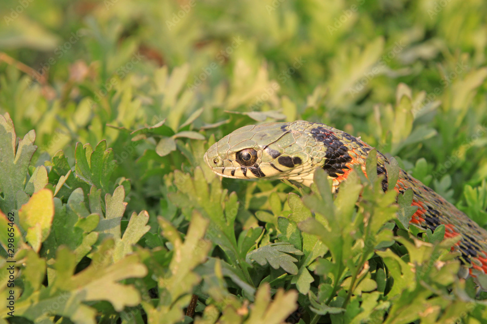 Fototapeta premium snake