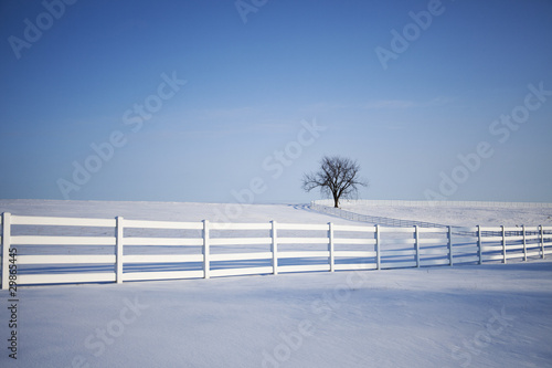 Lonely Tree in the Snow