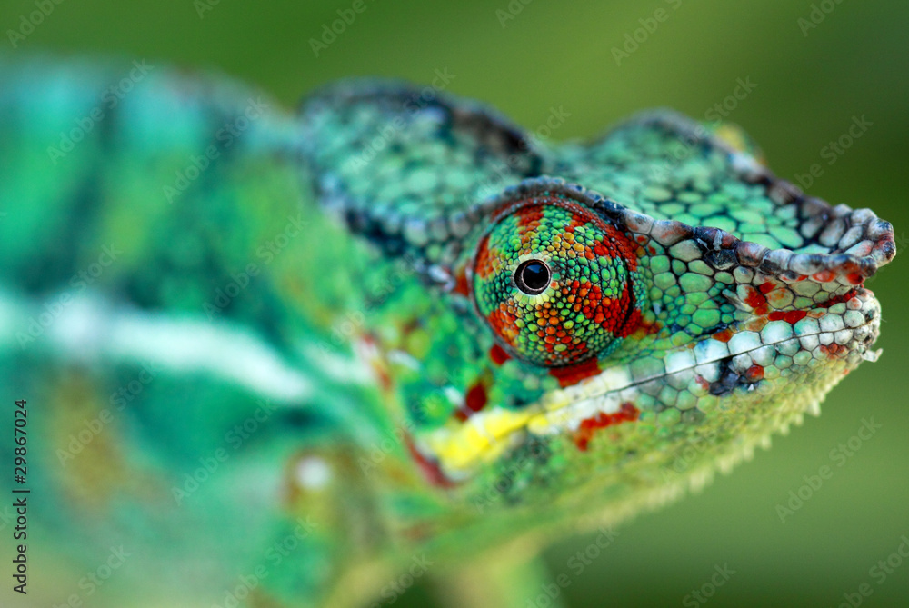 Fototapeta premium chameleo pardalis, „śpiący” kameleon z Reunion