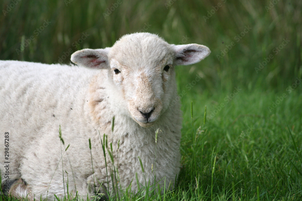 Lamb in Snowdonia National Park Lamb in Snowdonia National Park