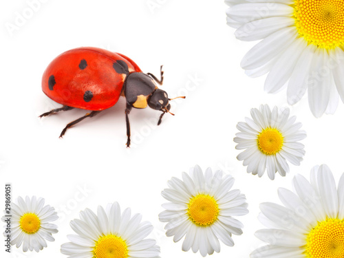 ladybug with camomile © motorolka