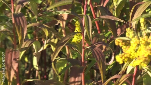 Wallpaper Mural wild flower Torontodigital.ca