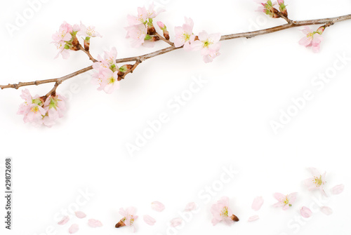 啓翁桜の花