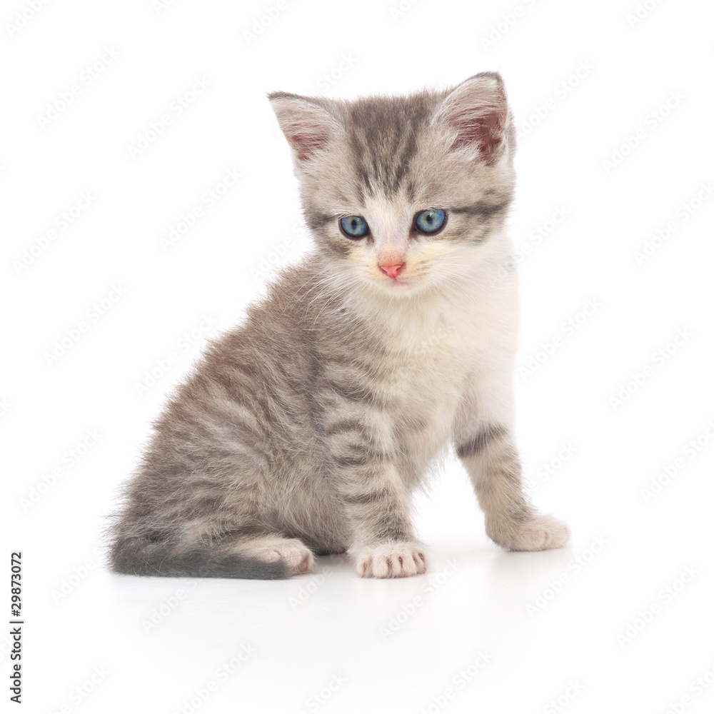 Obraz premium Kitten on a white background