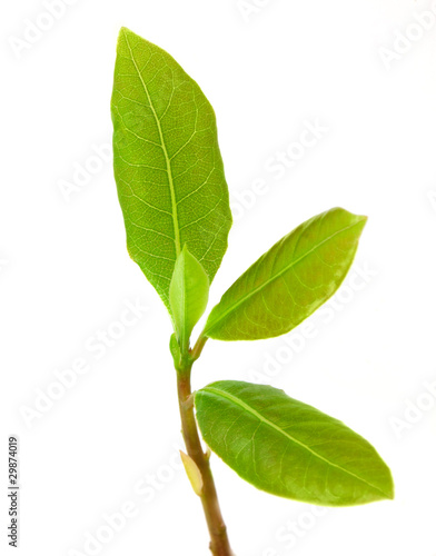 Laurel leaf