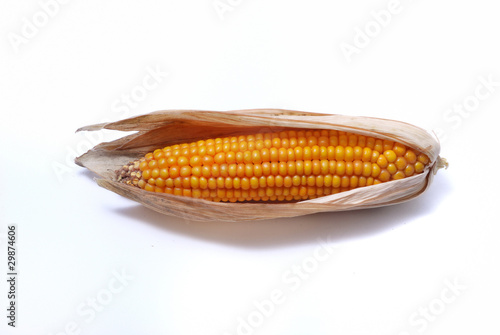 An ear of ripe corn photo