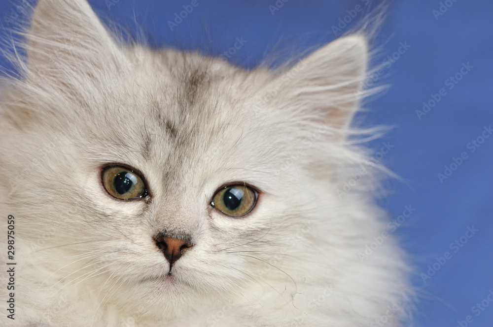 Silver siberian kitten on blue