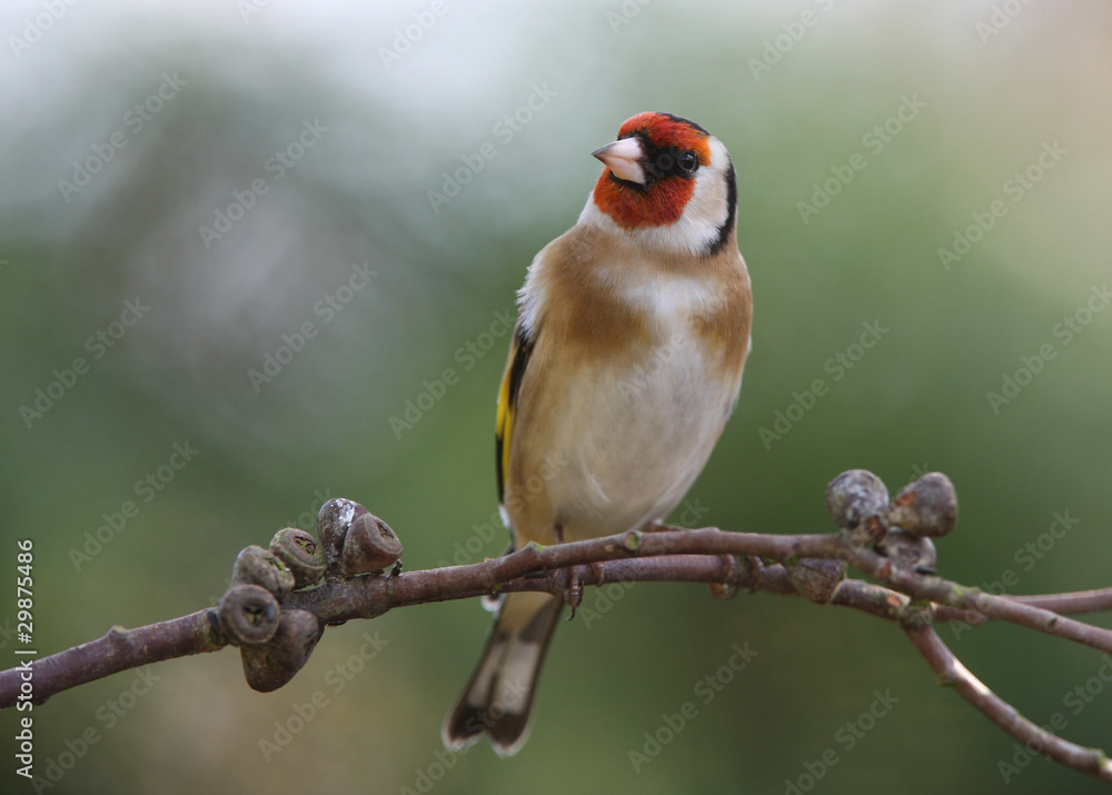 Portrait of a Goldfinch