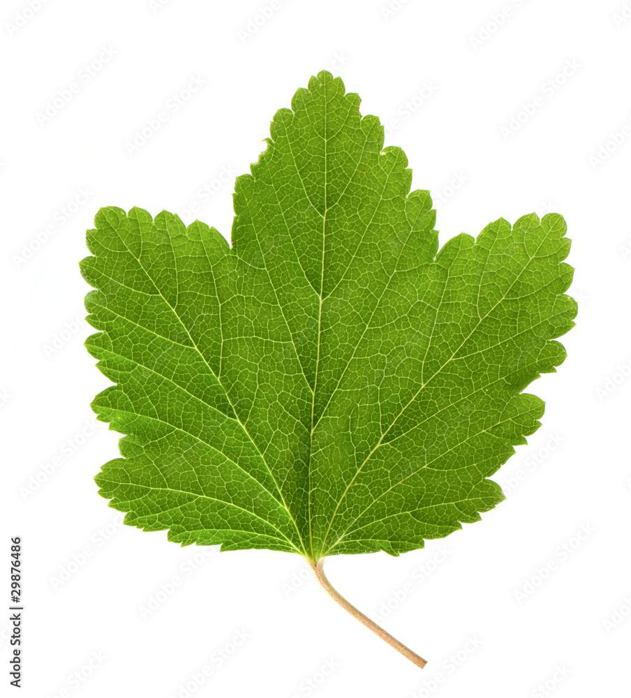 Currant leaf Currant leaf
