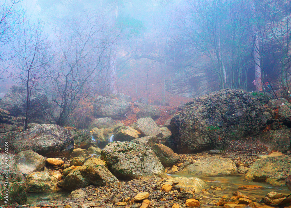 Fog in forest Fog in forest