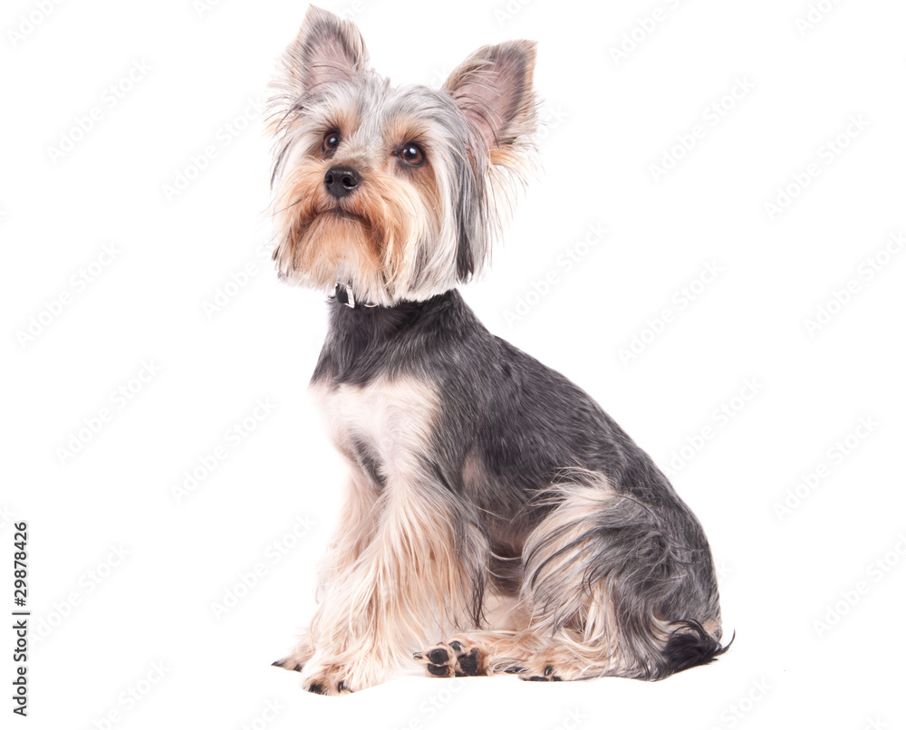 yorkshire terrier