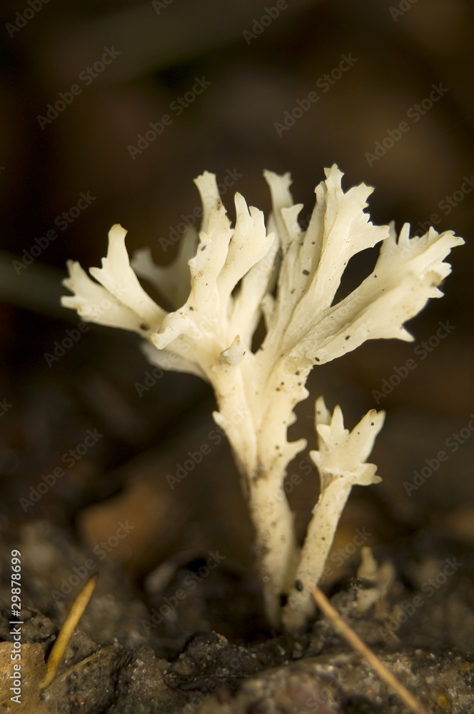 Clavulina coralloides Clavulina coralloides