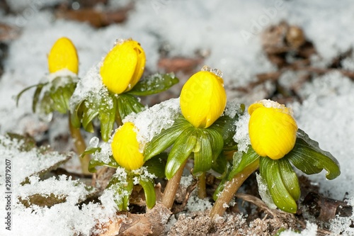 Obraz na plátně Closeup of winter aconite in a row with snow