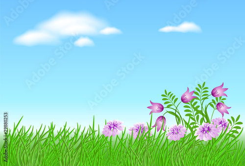 Meadow flowers with green grass